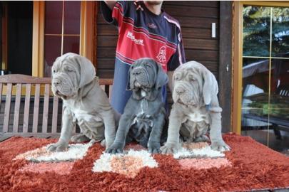 **NEW** MASTINO NAPOLETANO WELPEN
