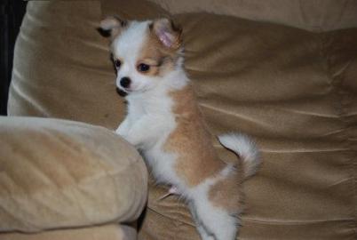 Mix - mini - CHIHUAUA - Welpe