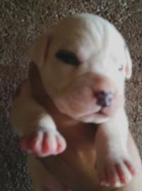 Dogo Argentino Welpen aus beste Zucht