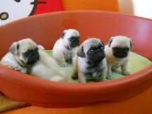 MOPS WELPEN SUPER SCH�N ,GESUND,FREIATME