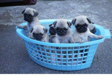MOPS WELPEN SUPER SCH�N ,GESUND,FREIATME