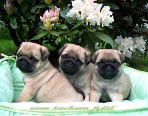 MOPS WELPEN SUPER SCH�N ,GESUND,FREIATME