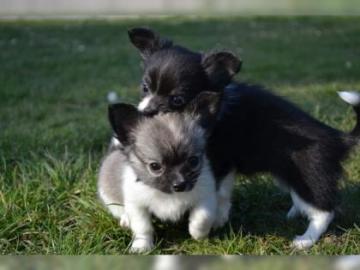 Reizender Chihuahua Welpen / R�de mit VD