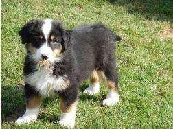 Australian Shepherd Welpen liebevolle H�
