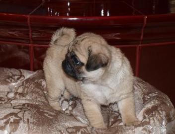 S��e Mops welpen !!!