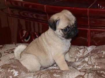 S��e Mops welpen !!!