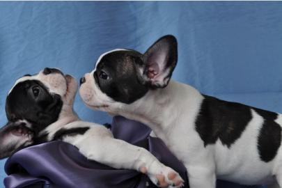 Franz�sische Bulldogge  Welpen