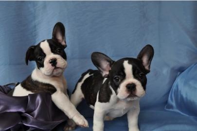 Franz�sische Bulldogge  Welpen