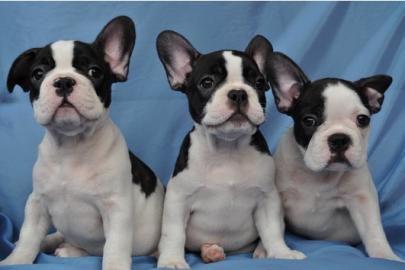 Franz�sische Bulldogge  Welpen