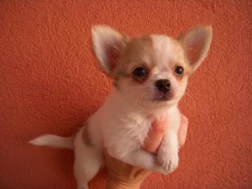 s��e MINI ChihuahuaWelpe mit Papieren
