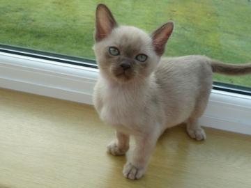 Sch?ne birmanische K?tzchen