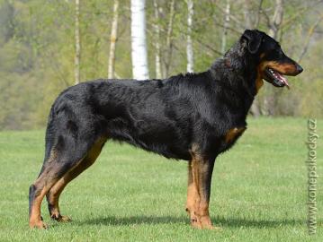 Beauceron TOP Welpen zu verkaufen