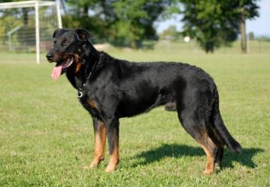 Beauceron TOP Welpen zu verkaufen