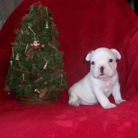 Franz�sische Bulldog Welpen bereit f�r
