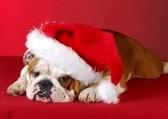 Franz�sische Bulldog Welpen bereit f�r