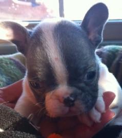 Franz�sische Bulldog Welpen bereit f�r
