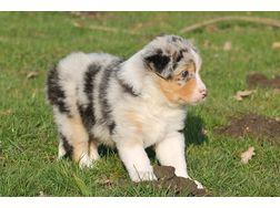 Australian Shepherd Welpen mit Papiere,