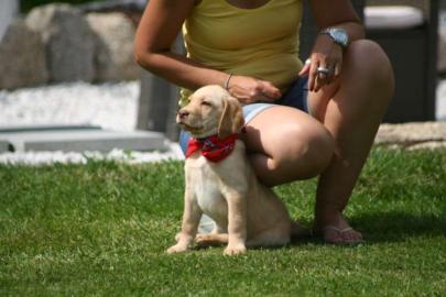Mini GESUND Labrador Retriever  Welpe
