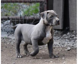 Weihnachten S??e Pitbull Welpen. 