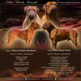 Luxus Welpen Dogue de Bordeaux mit FCI