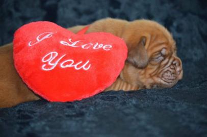 Luxus Welpen Dogue de Bordeaux mit FCI