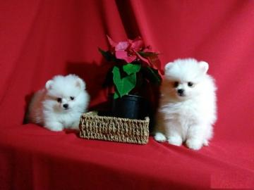 Zwergspitz Pomerania  welpen