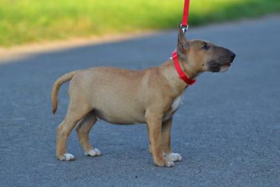 Miniature bull terreir mit export pedig. 
