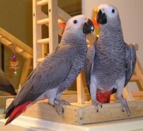 Handaufgezogene Papageienbabys