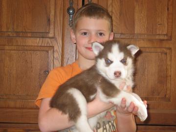 Siberian Husky Welpen mit papieren