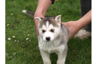 Siberian Husky Welpen Sibirische Huskyw