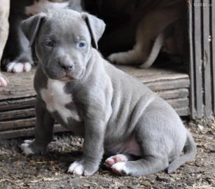 niedlichen blaue nase pitbull  welpen