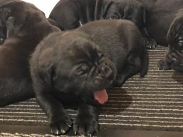 Kr?ftige Cane Corso Welpe mit Papiere