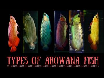 Qualit�t Arowana Fische zum Verkauf