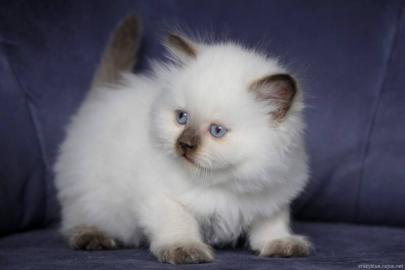 Britisch Langhaar Katzenbabys mit Papier