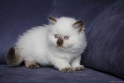 Britisch Langhaar Katzenbabys mit Papier
