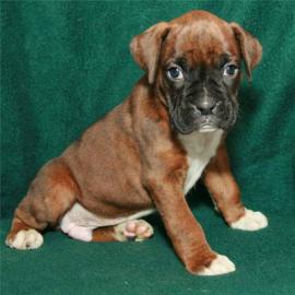 F�nf Wundersch�ne boxer Welpen