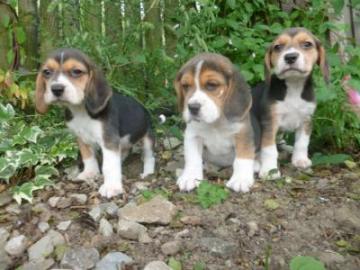 M�nnliche und weibliche Beagle welpen