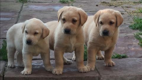 labrador welpen zur verf�gung