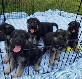 Deutscher Sch?ferhund Welpe