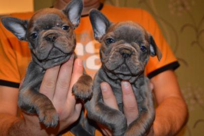 Sch�ne franz�sische Bulldoggenwelpen zu