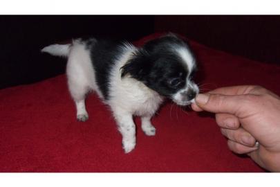 Chihuahua Welpen mit Stammbaum