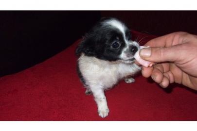 Chihuahua Welpen mit Stammbaum