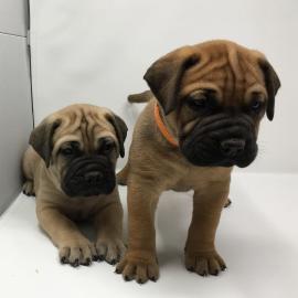 Adorable Bullmastiff Welpen zu verkaufen