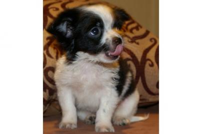 Zauberhafte Chihuahuawelpen!!!