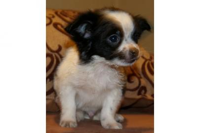 Zauberhafte Chihuahuawelpen!!!