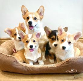 Pembroke Welsh Corgi Welpen