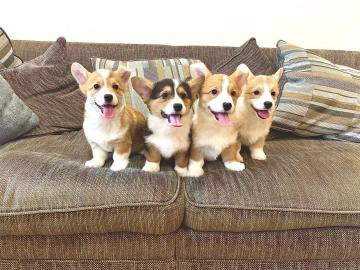 Pembroke Welsh Corgi Welpen
