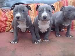 Super American Staffordshire Welpen Blue