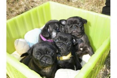 Reinrassige MINI MopsBabys