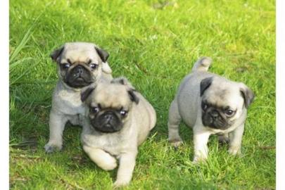 Reinrassige MINI MopsBabys